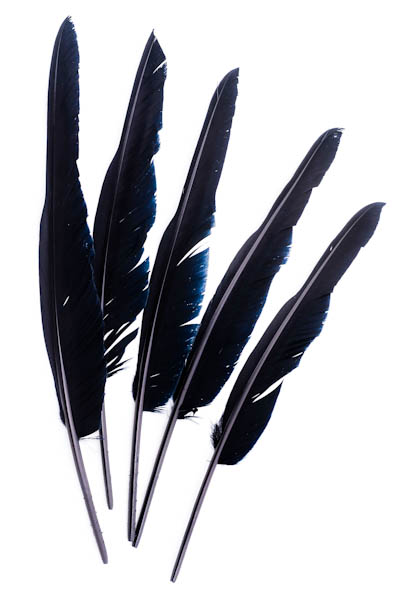Cygne lame - 28-33 cm - bleu nuit
